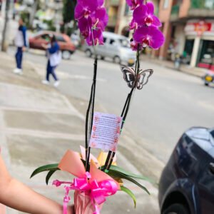 Orquídea Phalaenopsis - Doble Vara